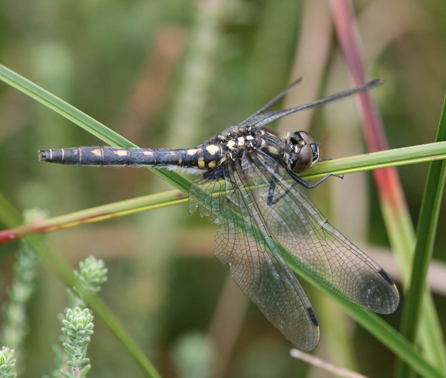 Female White-faced Darter by Damian Pinguey